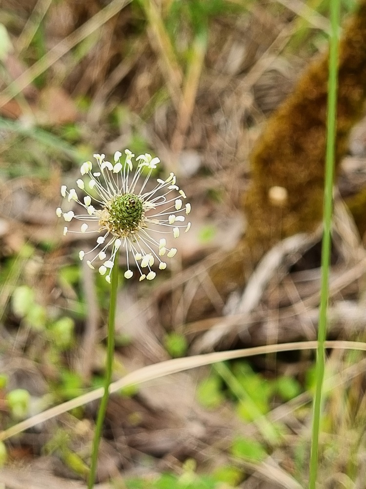 Bloom of a thistle